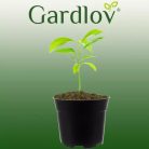 Gardlov 20846 500db-os kerti ültetőcserép, fekete
