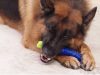 Dog Teether - fogtisztító gumicsont, 25 x 4,5cm, Kék/Zöld